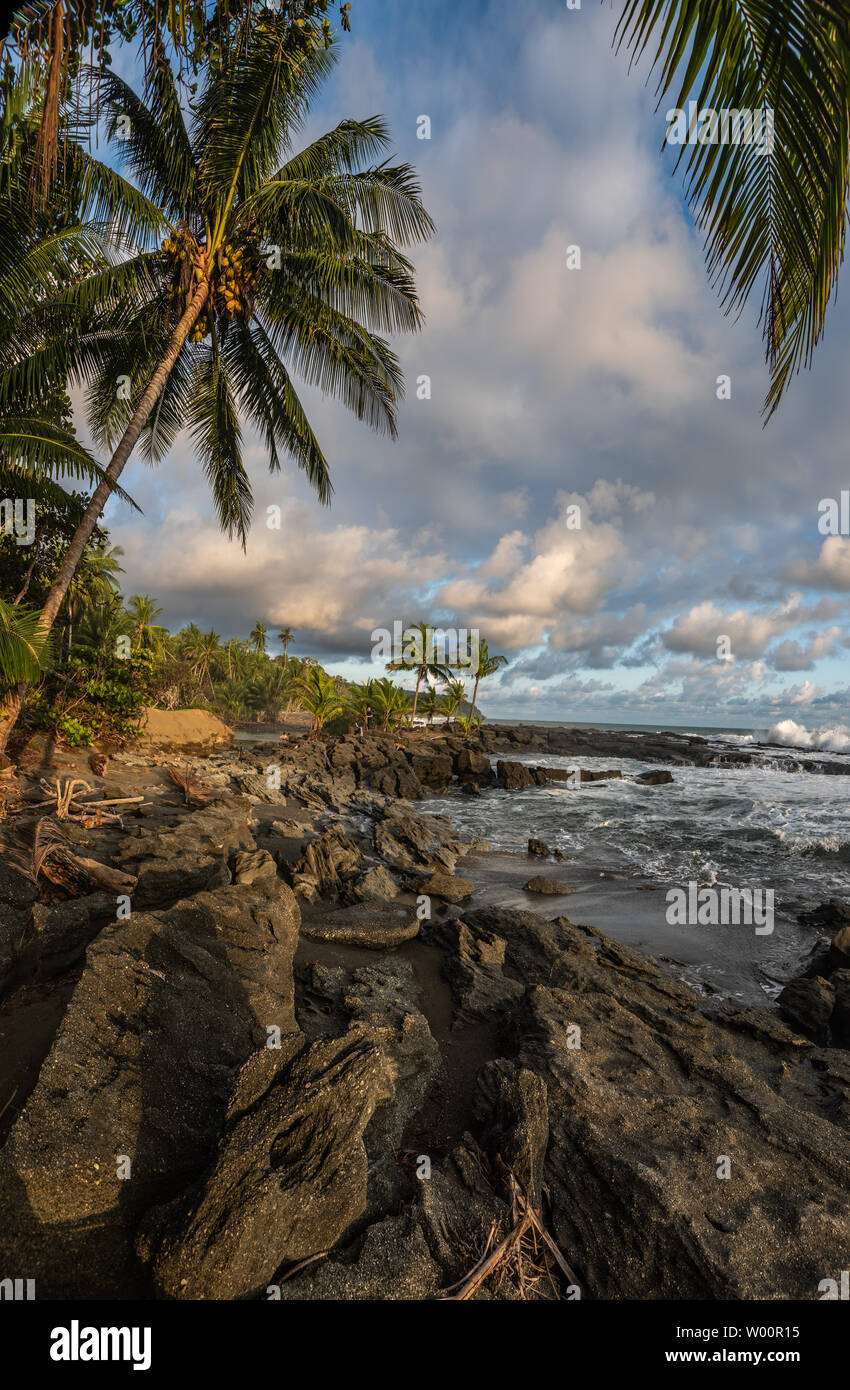 Palm trees on rocky coastline hi-res stock photography and images - Alamy
