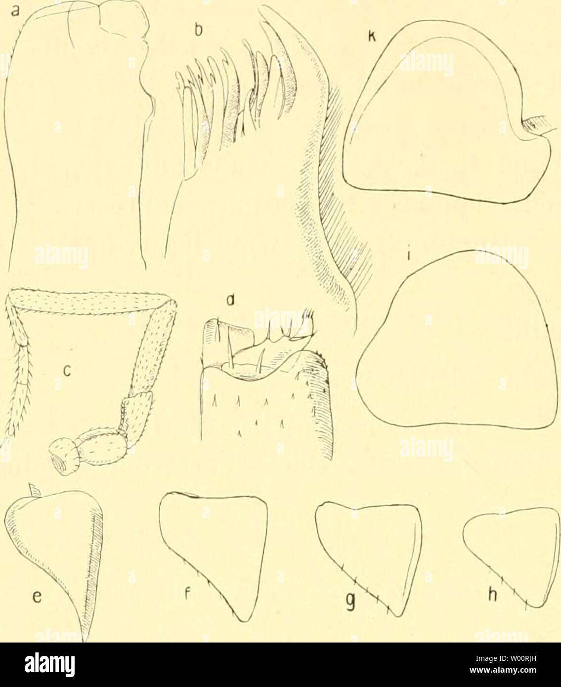 Archive image from page 43 of Die Fauna südwest-Australiens Ergebnisse der. Die Fauna südwest-Australiens. Ergebnisse der Hamburger südwest-australischen Forschungsreise 1905  diefaunasdwest040104mich Year: 1912  42 G. BUDDE-LUND, Manoniscus tuberculatus ii. sp. ). (Taf. I, Fig. 14-20.)    Fig. XXVI. Hanoniscus tuberculatus n. sp. a) Maxill. alt. par.; »»/j. b) Lacinia maxill. prior, par.; •'•'/j. c) Antenna dext.: '6/. d) Maxill. prior, par. apex; o/ e) Pleop. dext. 2. S; 'Vi- f) Pleop. dext. 3. S; 'Vi- g) Pleop. dext. 4. J; i'Vi- h) Pleop. dext. 5. (J; le/. i, k) Pleop. dext. 1. S', Vi- Fund Stock Photo