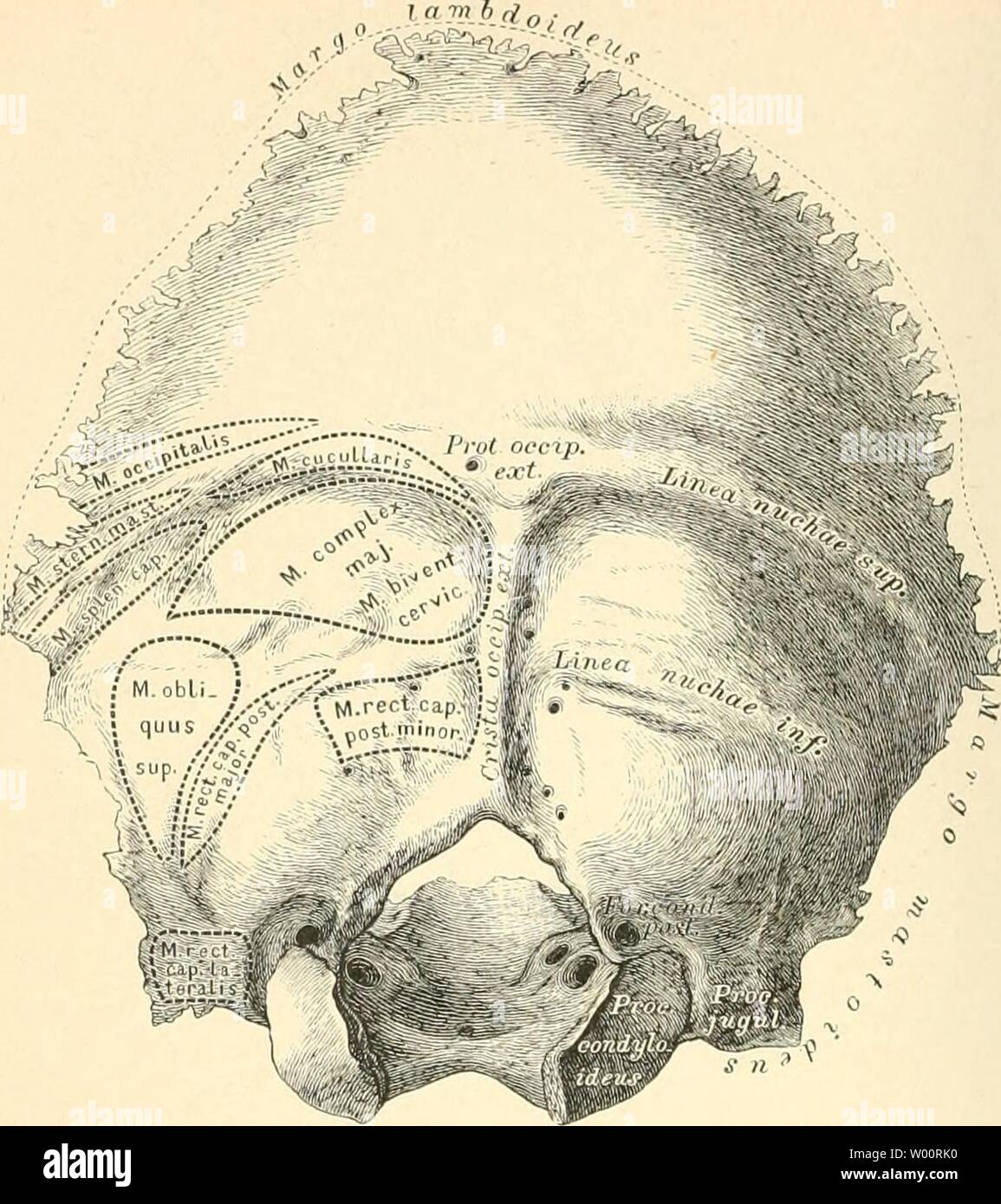 Archive image from page 43 of Die descriptive und topographische
