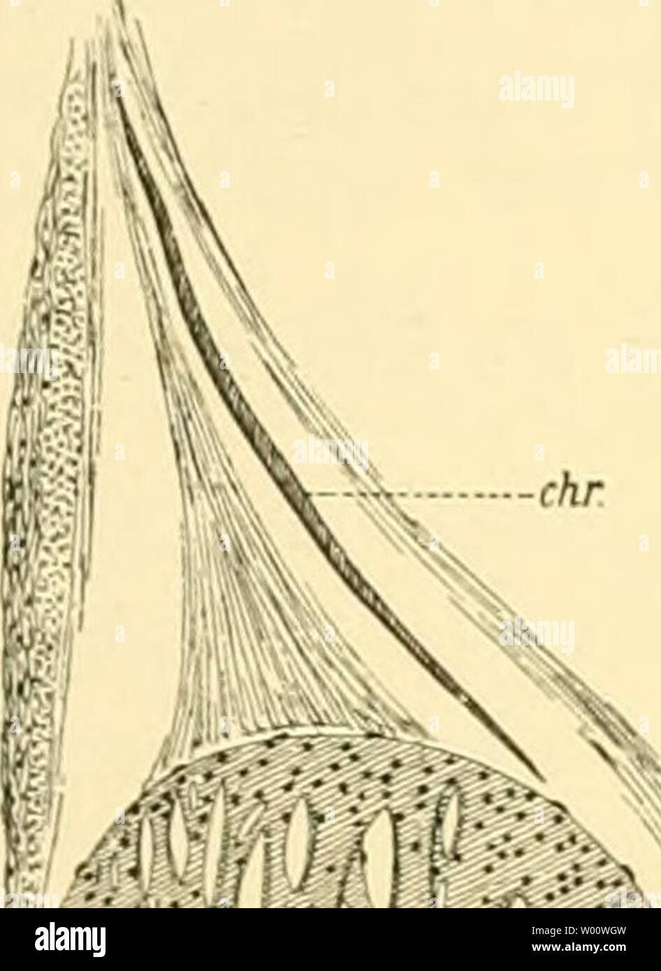 Archive image from page 48 of Die Cephalopoden (1910). Die Cephalopoden  diecephalopoden1810chun Year: 1910  Oegöpsiden, 43 SJUC. -     Ä;i';yfff&gt;-  lichtbrechender Körper gelegen ist, der konzentrische Streifung aufweist. Aehnlich gestaltet finde ich ihn bei Enophtcutliis, während bei einer aus dem Indischen Ocean stammenden Abralia dieser Körper aus zwei ungleichen sattelförmig gestalteten Hälften sich aufbaut, die ähnlich wie bei einem Sattelgelenk im rechten Winkel sich kreuzen. Auch der Gattung Abraliopsis kommen derartige Gebilde zu. Sie fallen wiederum durch ihren Glanz auf und besi Stock Photo