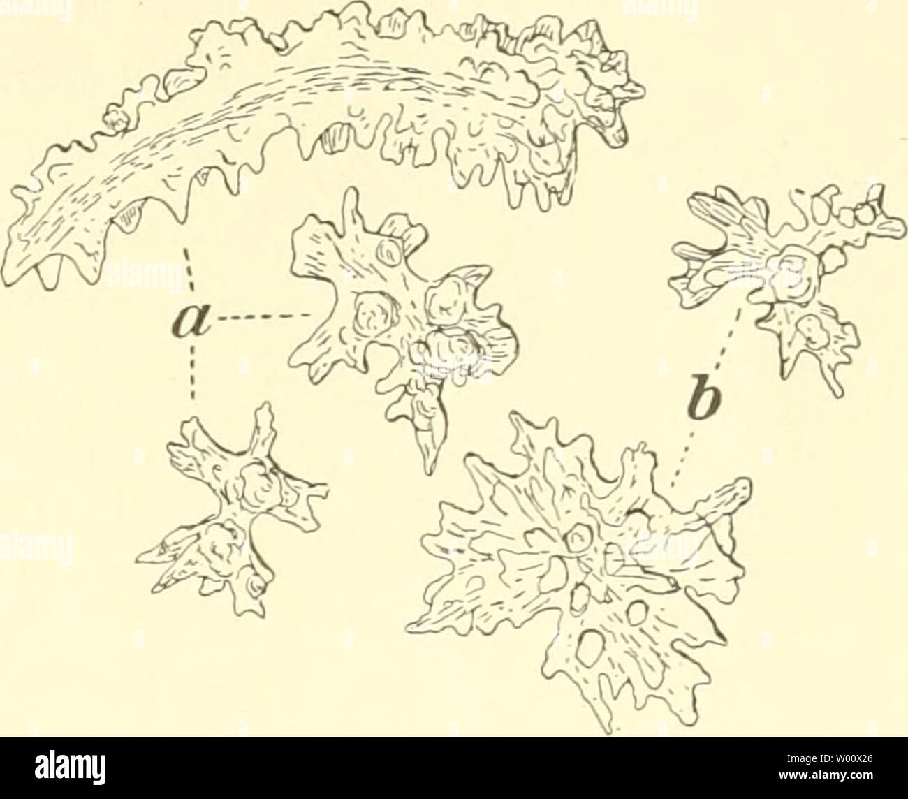 Archive image from page 48 of Die Fauna südwest-Australiens Ergebnisse der. Die Fauna südwest-Australiens. Ergebnisse der Hamburger südwest-australischen Forschungsreise 1905  diefaunasdwest030105mich Year: 1910  Alcyonaria. 47    Fig. X. Nephthya Hartmeyeri n. sp. Spicula, a aus der oberen Rinde, b aus der unteren Rinde. Farbe des Stammes und der Äste grau, der Polypen hellrot. Ein zweites Exemplar der gleichen Art von Station 19 ist 21 cm lang, wovon 9 cm auf den Stiel kommen, und gleicht in seinem Aufbau voll- kommen dem vorigen. Einzig und allein die Färbung ist etwas ab- weichend, indem d Stock Photo