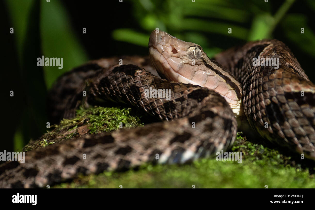Fer-de-Lance Snake in Costa Rica Stock Photo