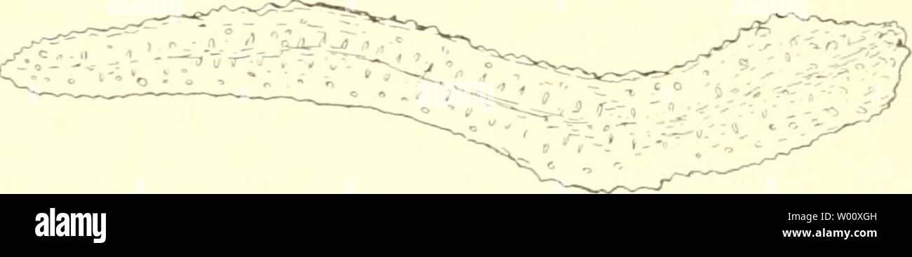 Archive image from page 49 of Die Fauna südwest-Australiens Ergebnisse der. Die Fauna südwest-Australiens. Ergebnisse der Hamburger südwest-australischen Forschungsreise 1905  diefaunasdwest030105mich Year: 1910  Fig. XIII. Nephthya quereus n. sp. Spiculum aus der oberen Kanalwand. vorgerufen durch zahlreiche dicke Spindeln in den Kanal wänden. Ferner stehen die kleinen Polypen in rundlichen Läppchen. Sonst schließt sich die Form in der Polypenbewehrung und der Gestalt der Spicula eng an N. complanata und N. Hartmeyeri au, und gehört mit ihnen zur Digitata- gruppe. Nephthya rubra ii. sp. (Taf. Stock Photo