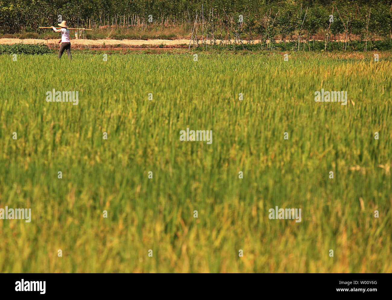Farmer walks in rice field hi-res stock photography and images - Alamy