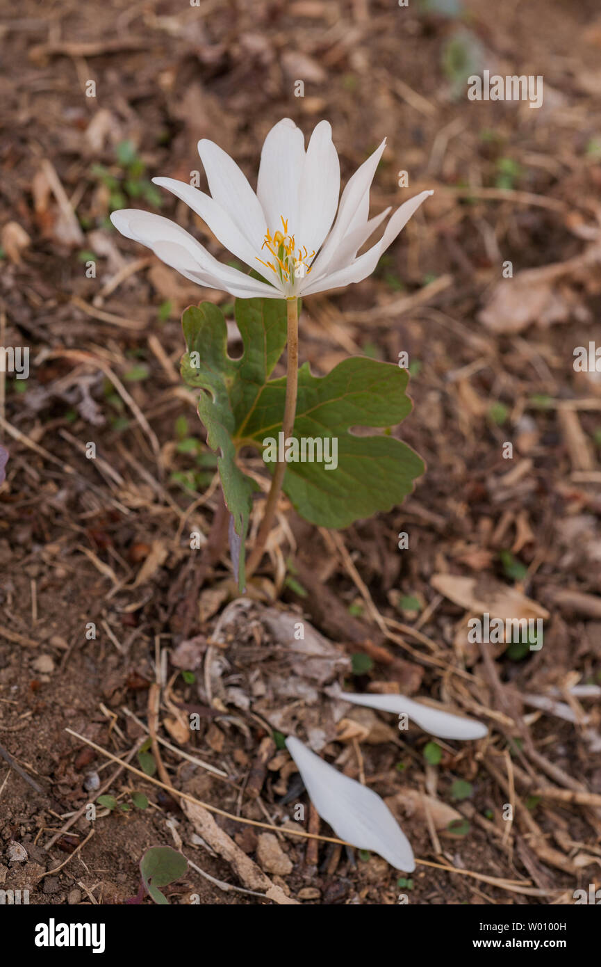 Single beautiful spring Bloodroot blooming with 2 petals fallen on the ground. Stock Photo