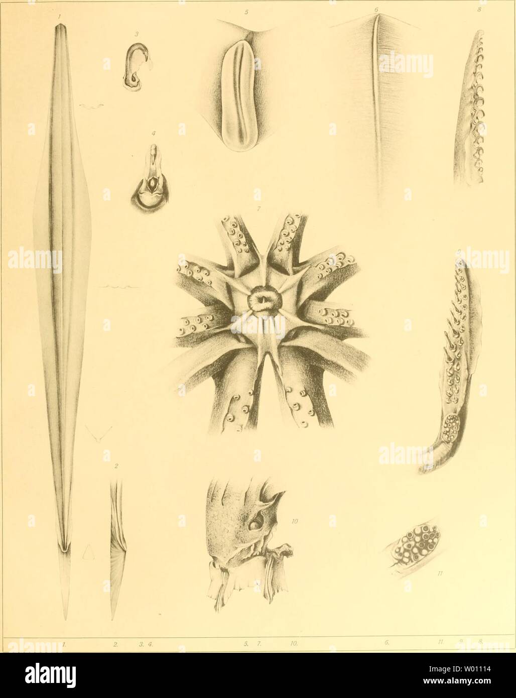 Archive image from page 54 of Die Cephalopoden der Plankton-Expedition . Die Cephalopoden der Plankton-Expedition : Zugleich eine monographische Übersicht der Oegopsiden Cephalopoden  diecephalopodend13pfef Year: 1912  Plankton-Expedition F. a. Tafel 12.    Stender & D/estelmann gez. Verlag von Lipsius & Tischer in Kiel u. Leipzig. Pfeffer. Cephalopoden. Hnackstedt & Co.. Hamburg. Stock Photo