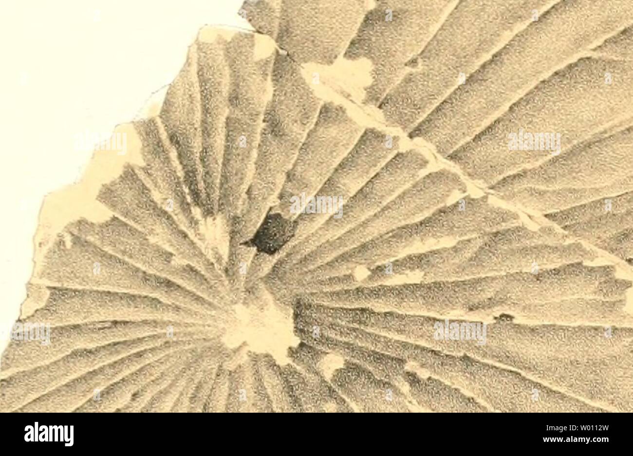 Dpi V R High Resolution Stock Photography And Images Alamy