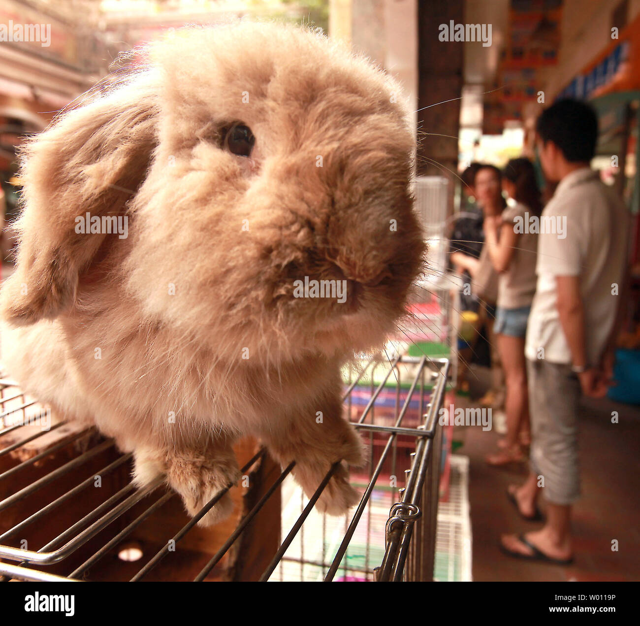 Chinese shoppers look at various animals for sale, including a floppy-eared rabbit, at a shopping center in Beijing, on July 3, 2012.  Only recently in China has the concept of pet ownership become popular, as opposed to buying animals strictly to cook.   UPI/Stephen Shaver Stock Photo