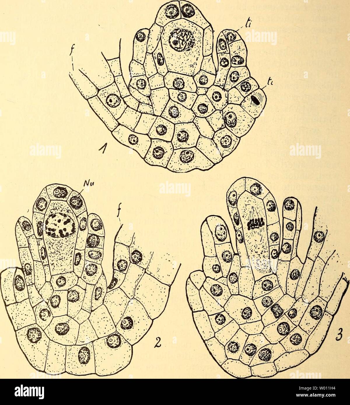 Archive image from page 55 of Die Entwicklung der generativen Organe