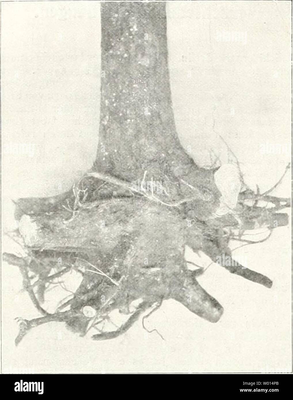 Archive Image From Page 61 Of Die Gartenkunst 1899 Die Gartenkunst Diegartenkunst11deut Year 1899 Die Gartenkunst