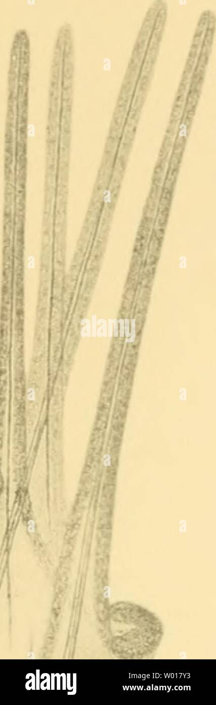 1a3 High Resolution Stock Photography And Images Alamy