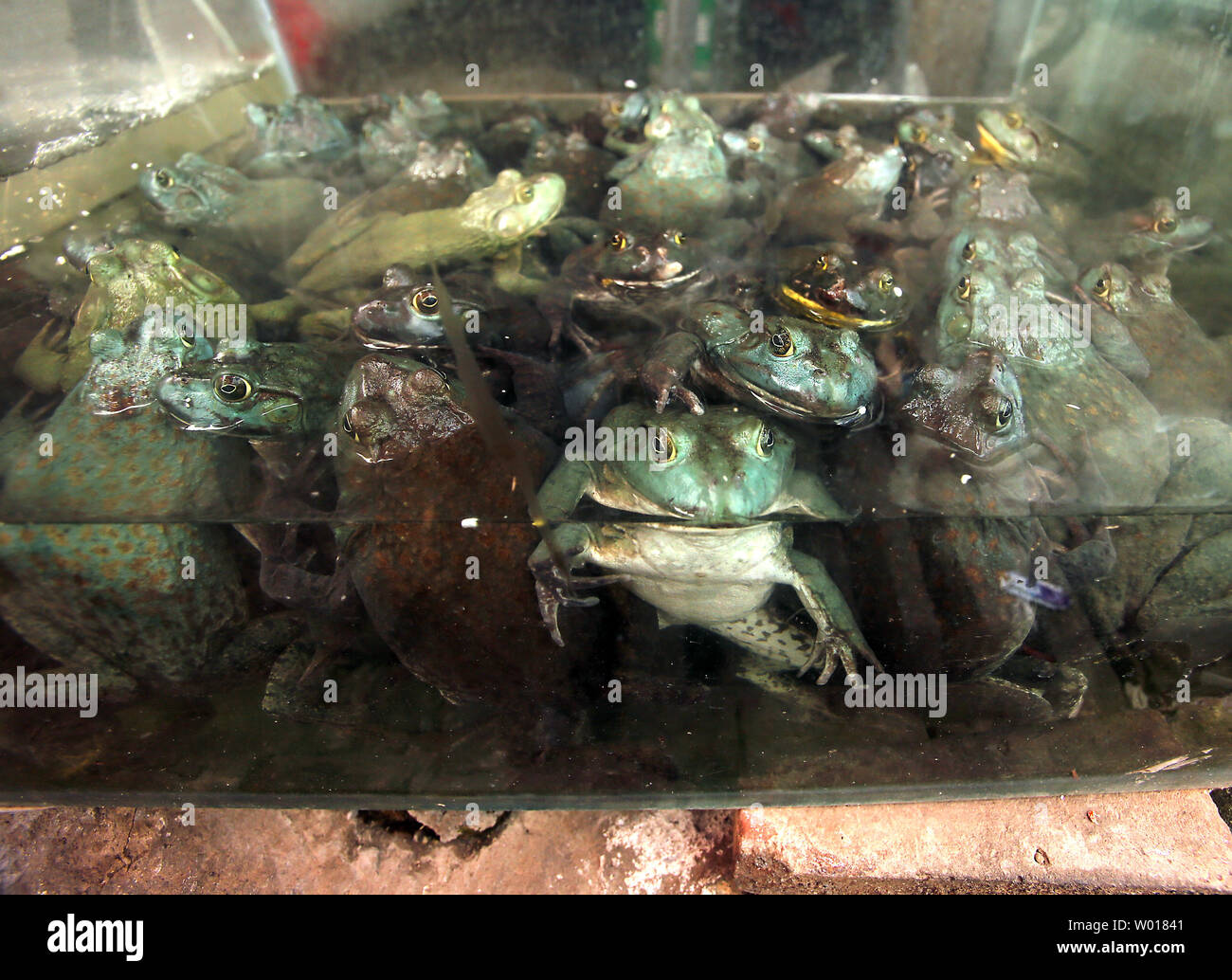 Large bull frogs float in a tank outside a shop at a local food market in Beijing on June 22, 2015.  Although not as popular as pork or chicken, frog dishes are common on many Chinese restaurant menus across China.   Photo by Stephen Shaver/UPI Stock Photo