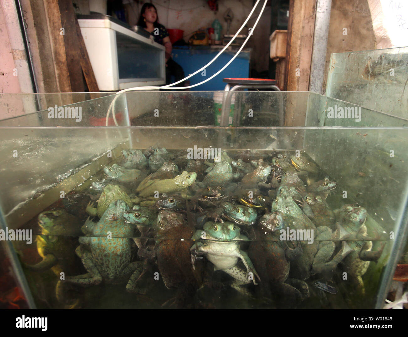 Large bull frogs float in a tank outside a shop at a local food market in Beijing on June 22, 2015.  Although not as popular as pork or chicken, frog dishes are common on many Chinese restaurant menus across China.   Photo by Stephen Shaver/UPI Stock Photo