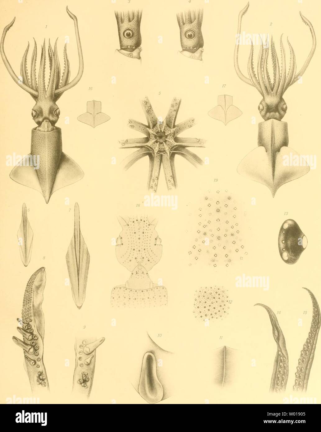 Archive image from page 70 of Die Cephalopoden der Plankton-Expedition . Die Cephalopoden der Plankton-Expedition : Zugleich eine monographische Übersicht der Oegopsiden Cephalopoden  diecephalopodend13pfef Year: 1912  Plankton-Expedition F. a. Tafel 16.    6 8 1. 9. IG. 3 18 10. 5. 19. 11. 17. 12. 2. 14, 13. 15. Ständer & Diestelmann gez. Verlag von Lipsius & Tischer in Kiel u Leipzig. Pfeffer, Cephalopoden. Knackstedt & Co, Hamburg. Stock Photo