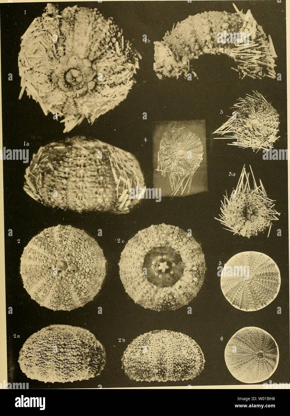 Archive image from page 74 of Die Echinoiden der Deutschen  tiefsee-Expedition. Die Echinoiden der Deutschen tiefsee-Expedition  dieechinoidender00dd Year: 1906 Deutsche Tiefsee-Expedition 189899 Bd. V.  DÖDERLEIN, ECHINOIDEA. Taf. XXV. Dod erlern phot ...