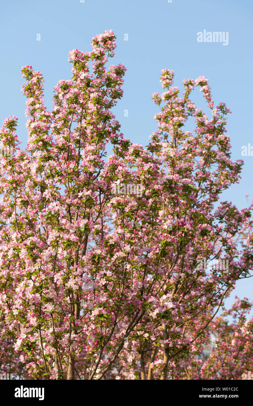 begonia flower Stock Photo