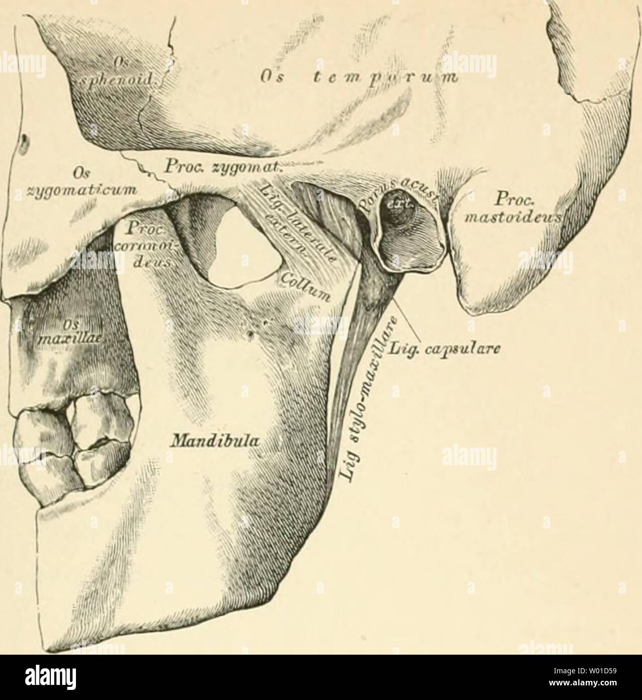 Acta Societatis Scientiarum Fennicae. Science. 74 A. Luther. Vi Vz prz mpt  api al. aps aei V3 apa apla qu am Fig. 66. Rana esculenta. Kiefermuskeln  nach Entfernung des A. m.