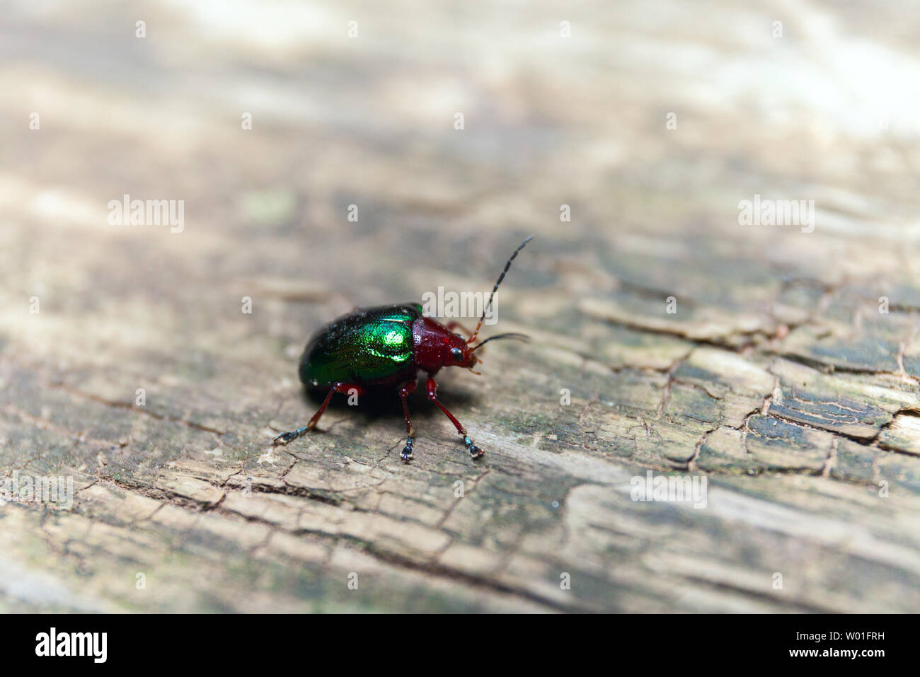 Metallic Green Beetle on a wooden bench. Macro shot. Selective Depth of Field Stock Photo