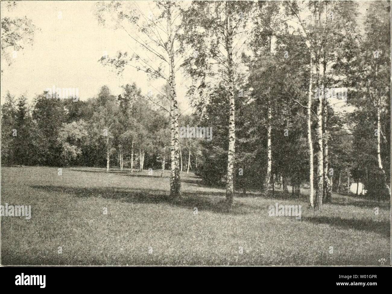 Zeichnungen Der Fruchtfarbung