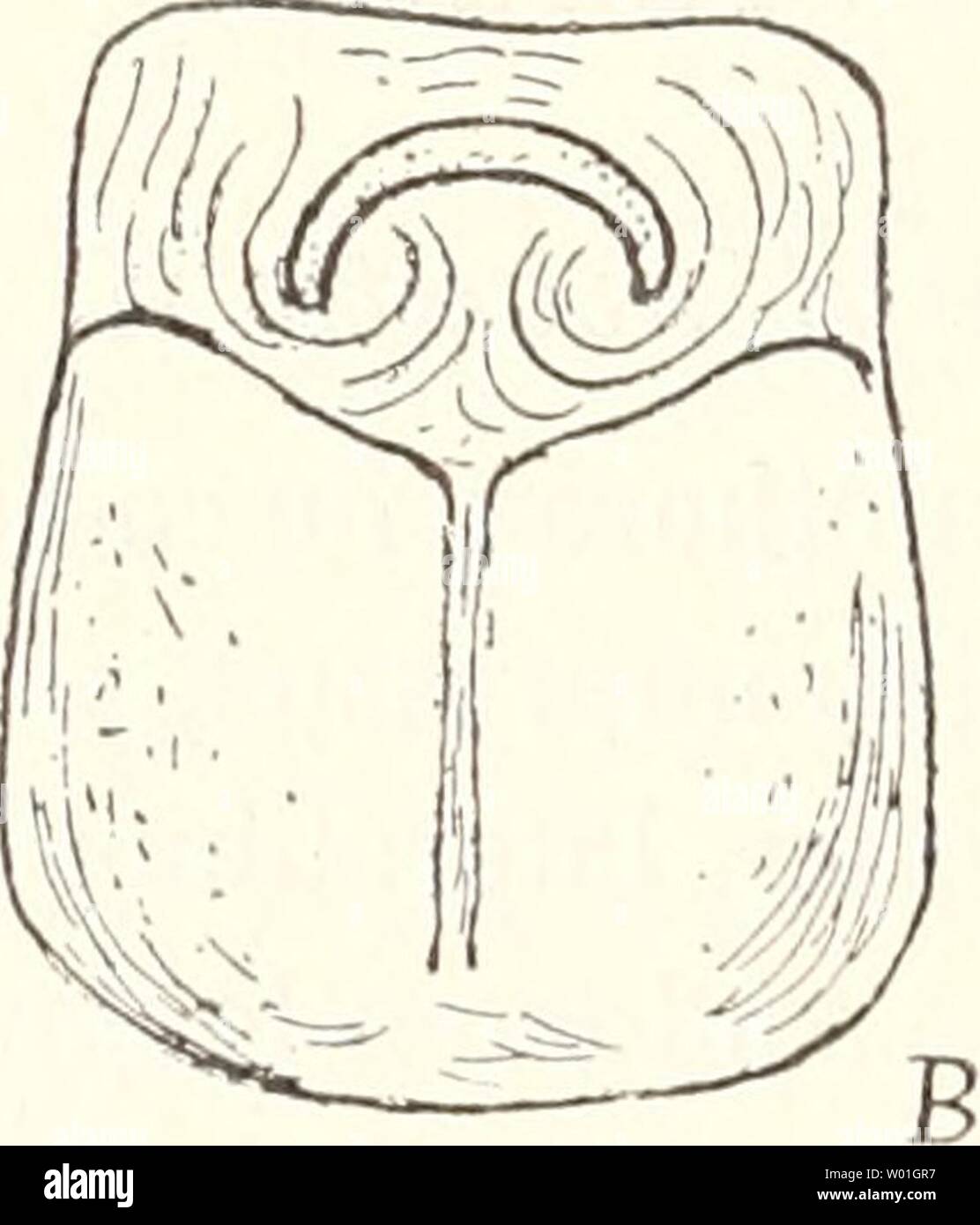 Hemicloea sp hires stock photography and images Alamy