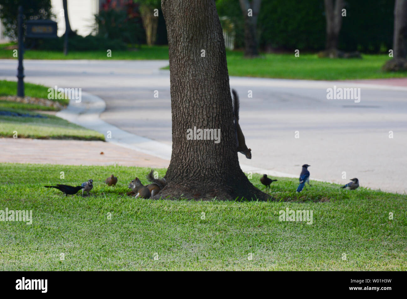 Chipmunks and Birds sharing food on a garden with a beautiful green grass in the scenery Stock Photo