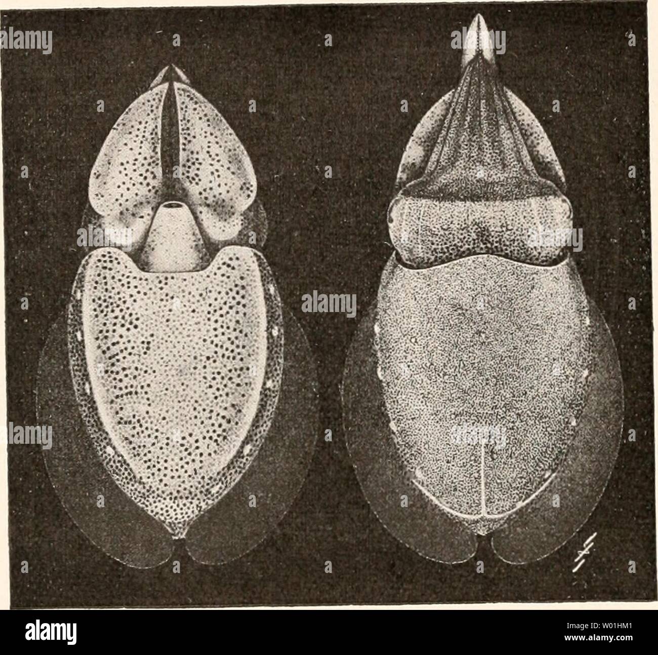 Archive image from page 87 of Die fossilen Tintenfische; eine paläozoologische. Die fossilen Tintenfische; eine paläozoologische Monographie  diefossilentinte00naef Year: 1922  78 II. Teil: Die Sepioidea oder Sepia-artigen Tintenfische. In anderen Merkmalen ergibt sich aber ebenso deutlich eine Annäherung an die Sepien: i. Schon der Anfangsteil des Phragmo- cons ist deutlich dorsoventral zusammengedrückt, die Anfangs- kammer nicht rund, blasenartig; 2. der Dorn ist relativ klein, Sepia-ähnlich; 3. die späteren Kammern erscheinen immer flacher und die Septen sind nicht quer zur Conothek eingefü Stock Photo