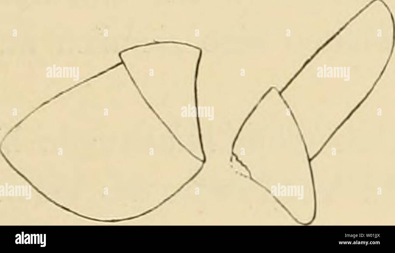 Archive image from page 90 of Die Cephalopoden (1915). Die Cephalopoden  diecephalopoden182chun Year: 1915  Texlfig. 54. Schlundkopf von Eledonella nach Ab- lösung der Kiefer.    Textfig. 55. Eledonella pygmaea. a Oberkiefer, b Unterkiefer. (Seilen- ansicht.) Kadula von Eledonella. Die Kiefer des mir vorliegenden Tieres sind in Textfigur 55 dargestellt; am Schneiderande des Unterkiefers ist eine ähnliche Struktur wahrnehmbar wie bei A/iip/iifirfiis. Die Kiefer sind auf- fallend weich, in der Mitte mit einer wenig vortretenden Spitze. Die Breite der Radula ist schon makroskopisch sehr auffällig Stock Photo