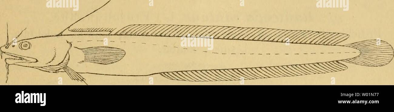 Archive image from page 94 of Die Fische der Ostsee (1883). Die Fische der Ostsee  diefischederosts00mb Year: 1883  83 noch nicht gefunden. Sonst ist er von den Küsten des n()rdh'chen Eismeers bis in den Busen von Biscaya vel breitet. Schriften: Linne 439. — Schonefelde 18 {Asclhis longus. Lenge).—Bloch II, 174, T. 69. — Kröyer II, 153. — Winther 32. — Nilsson 573.— Malm 49i-— Collett 115. — Günther IV, 361. — Yarrell II, 264. — Schlegel 84, T. 8, Fig. 4. — Van Beneden 61. — Moreau III, 258. 48- Motella Cimbria L. Vierbartelige Seequabbe; dän. Firetraadede Havkvabbe; schwed. permuck.    Die er Stock Photo