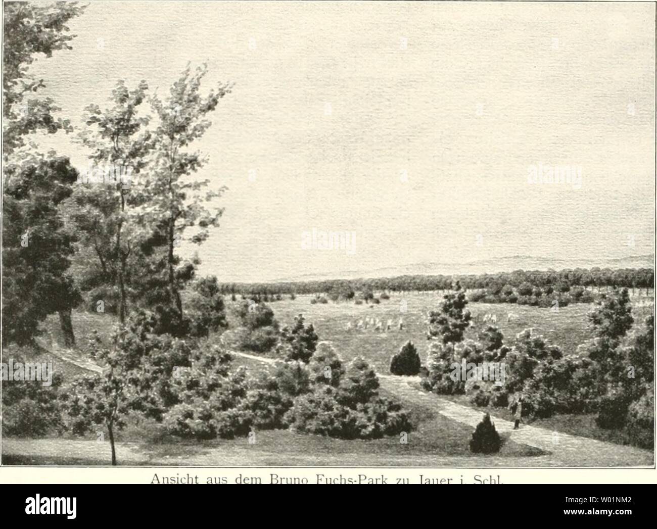 Archive image from page 95 of Die Gartenkunst (1899). Die Gartenkunst  diegartenkunst13deut Year: 1899  56 DIE GARTENKUNST. XIII, 3    er ist die Pyramidenpappel der Koniferen, und wie oft hat man Gelegenheit, diese schöne Baumform (die leider selten zu haben ist) zu verwenden. Ich gehe weiter und komme zu Kieferngruppen. Pinus austriaca, die prächtige österreichische Schwarz- kiefer ist hier bei uns bei weitem die beste. Dunkel- grün und üppig steht sie da und wird weder von Laus noch von Pilzen befallen, was ein großer Vorteil anderen Kiefern gegenüber ist, z. B. der Weymuts- kiefer, welche Stock Photo