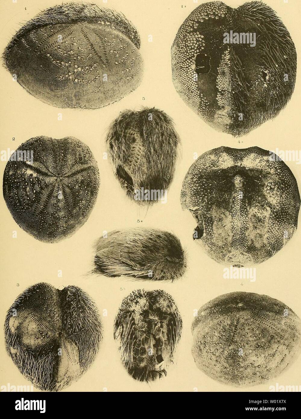 Spatangus purpureus hires stock photography and images Alamy