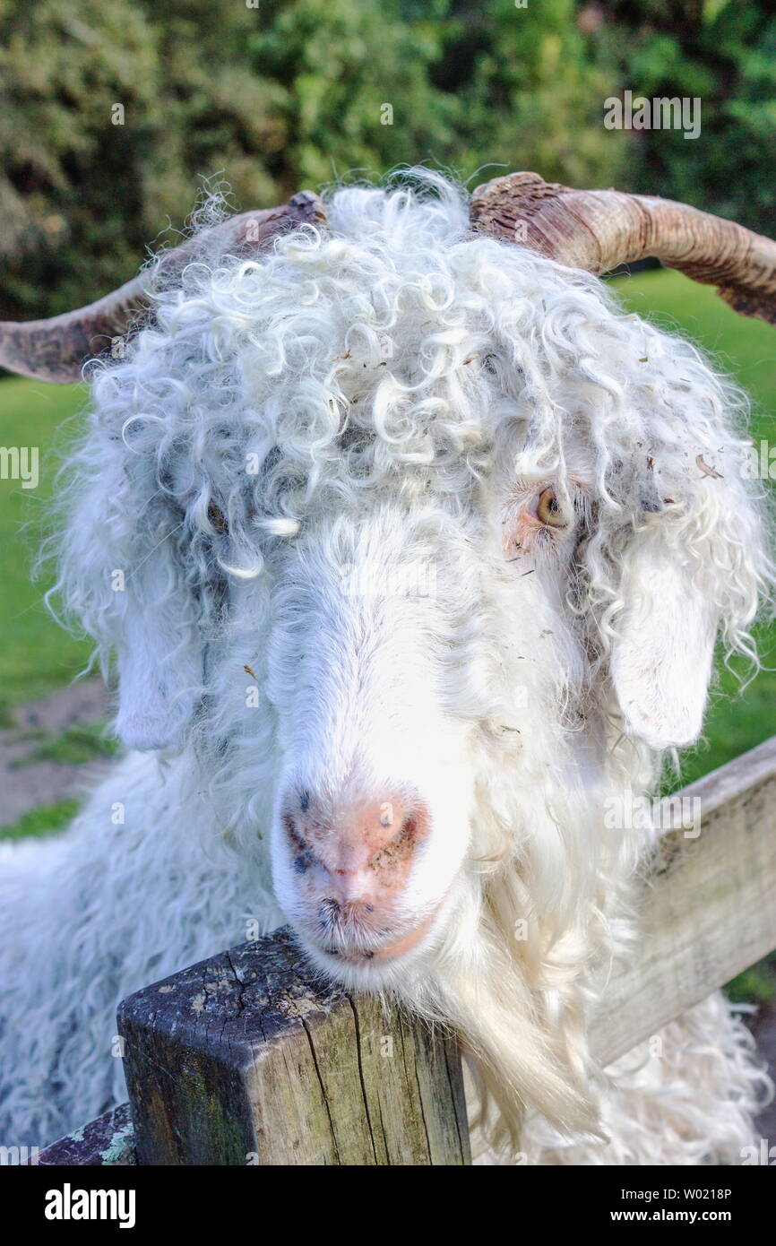 The Angora goat is a breed of domesticated goat, historically known as