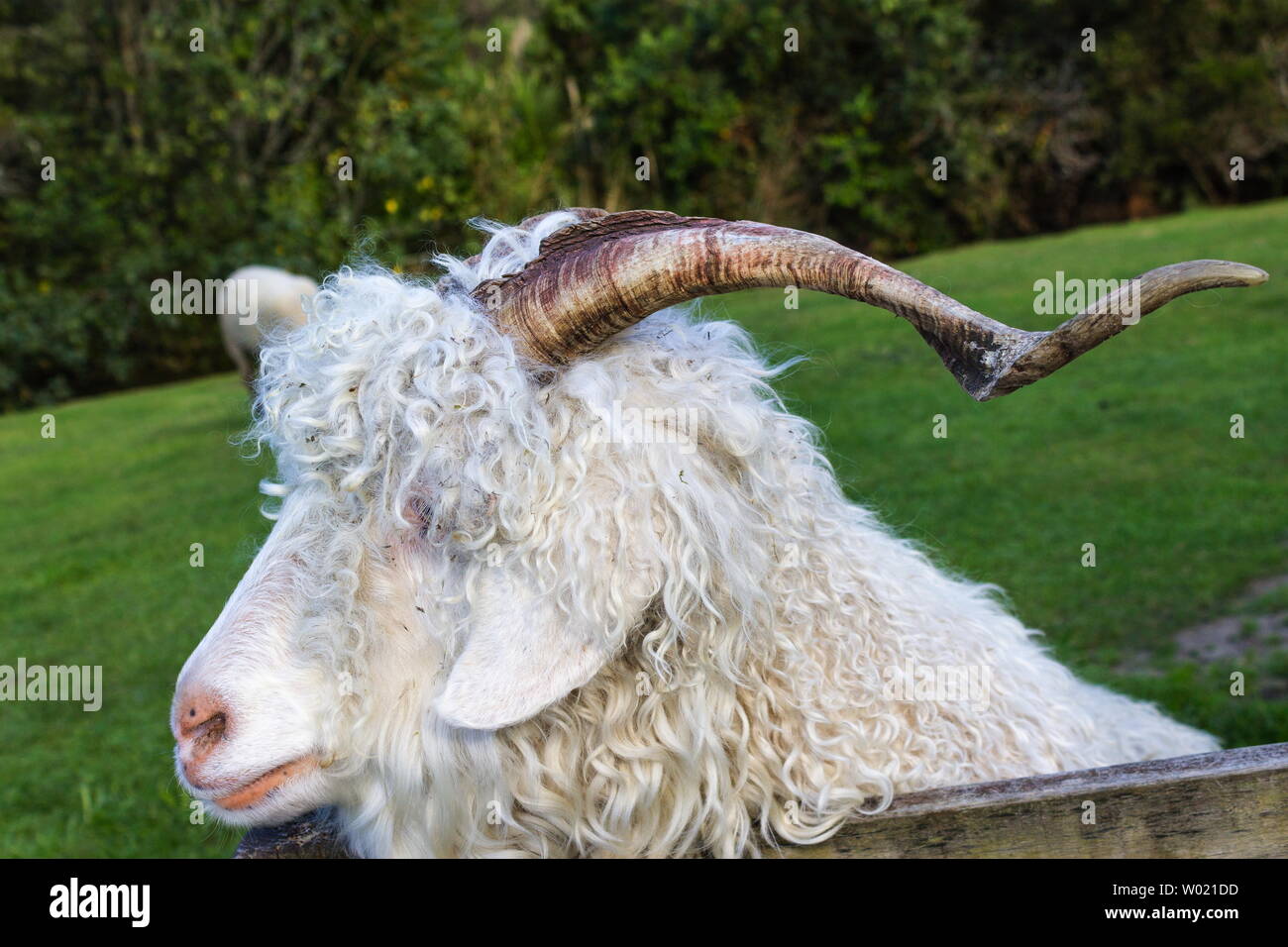 The Angora goat is a breed of domesticated goat, historically known as