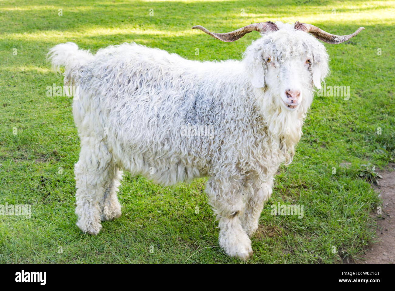 The Angora goat is a breed of domesticated goat, historically known as