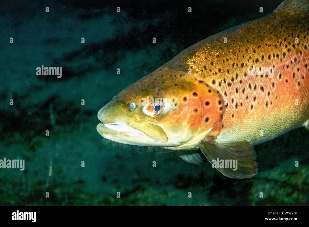 The brown trout (Salmo trutta) is a European species of salmonid fish that has been widely introduced into suitable environments globally. Stock Photo