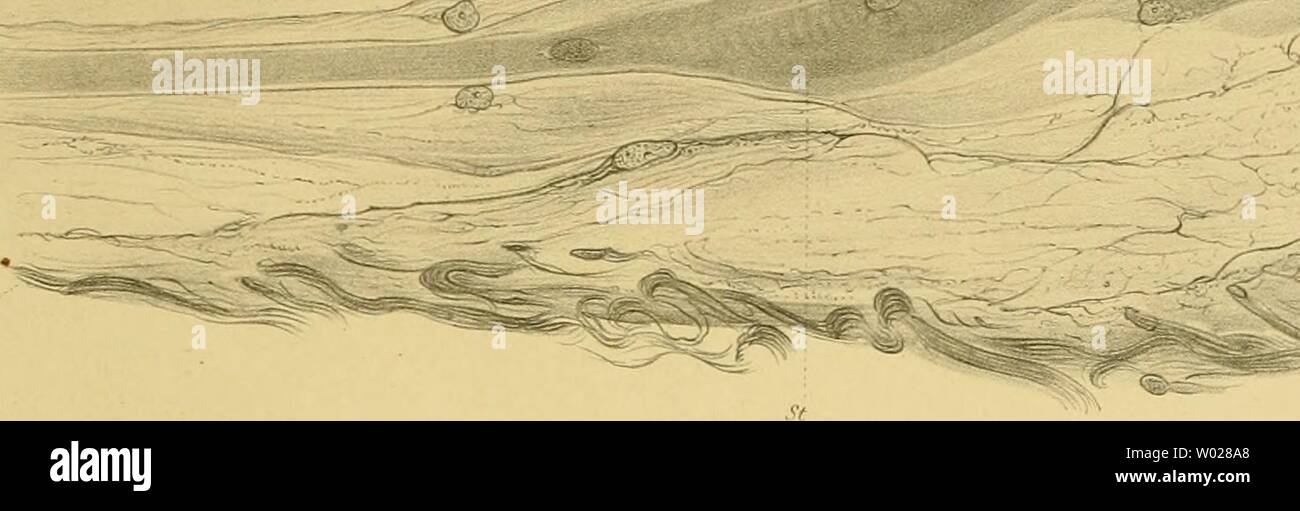 Archive image from page 126 of Die elektrischen Fische  nach Stock Photo