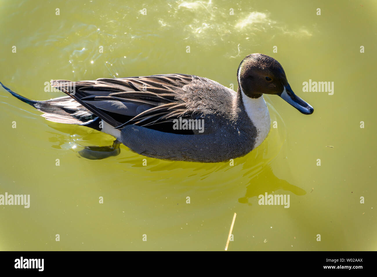 Multiple valuesBeautiful northern pintail male duck swimming in the lake.Brown head, orange and green stripes, white chest, long tail feathers. Grey b Stock Photo