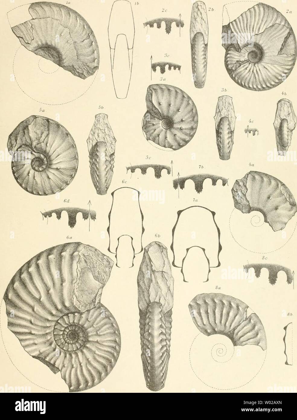 Archive image from page 132 of Die Cephalopodenfauna der Reiflinger Kalke. Die Cephalopodenfauna der Reiflinger Kalke  diecephalopodenf00arth Year: 1896  (i.v.ArlhalMM': (;(!|iluilii|)(i(li',iil';iiiii;i der FeiCIiinjor K.'ilke .(Taf.lV) Taf.IV    yi-SwaboJand/faj.gez.u.a/h. FI(!ilj';i()('ziirliI; iilolojirr Ocslnn-ii h-l'ii!|;inis iiiitl dos Orieiils, lin;iii,s(|C!|(!lHMi Villi l'ro(:i)!''.';wM|(;il.ll(l...Iil!)r». Verlag vWlIh Braumüller.k u.k.Hof-u.Universitäts-Buchhändler in Wien . I.ilh.AnstvIh£anmv3rlh.lKan Stock Photo