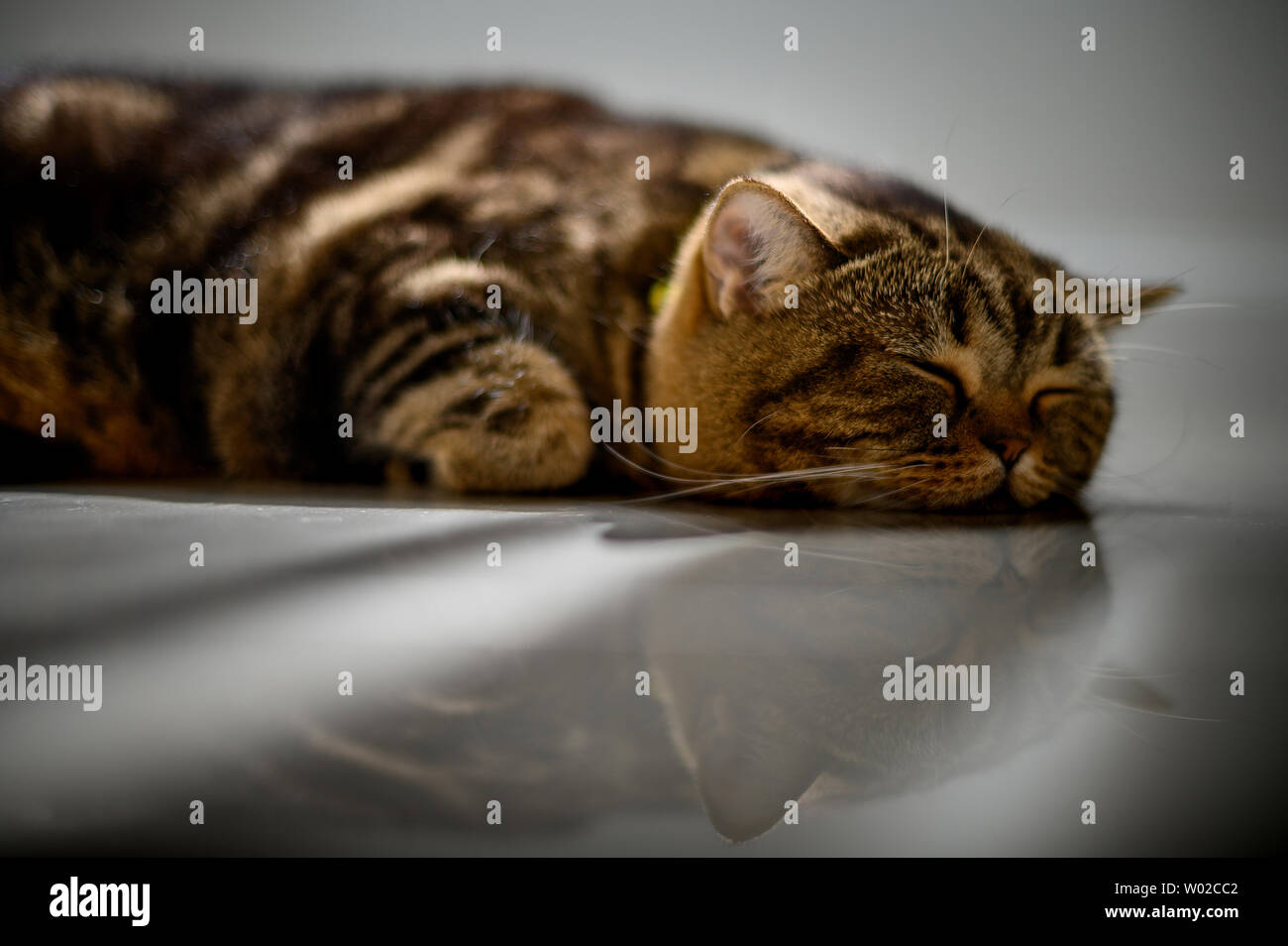 cute cat sleeping perfect dream cat Stock Photo