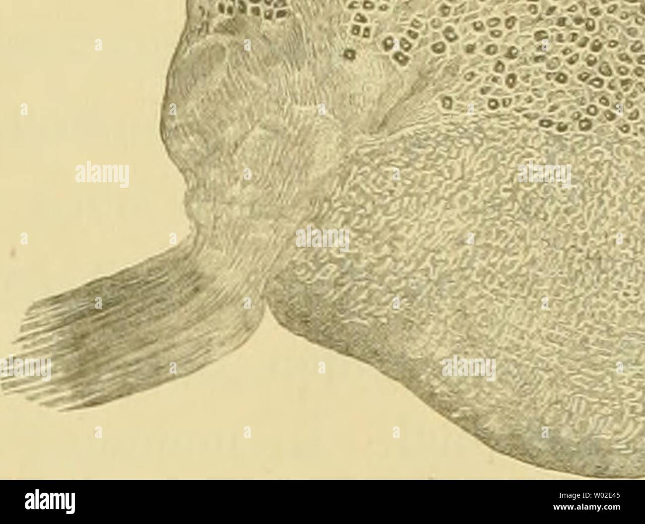 Archive image from page 137 of Die elektrischen Fische  nach Stock Photo