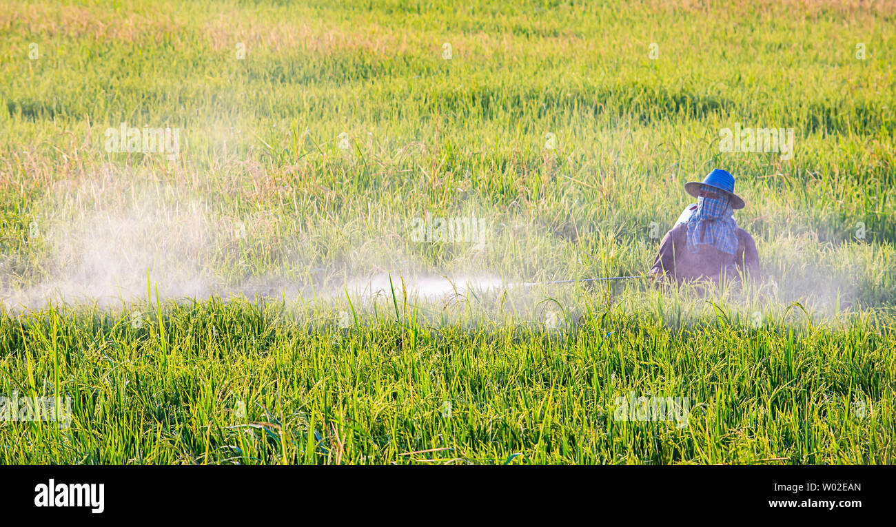 Rice herbicide spraying hi-res stock photography and images - Alamy