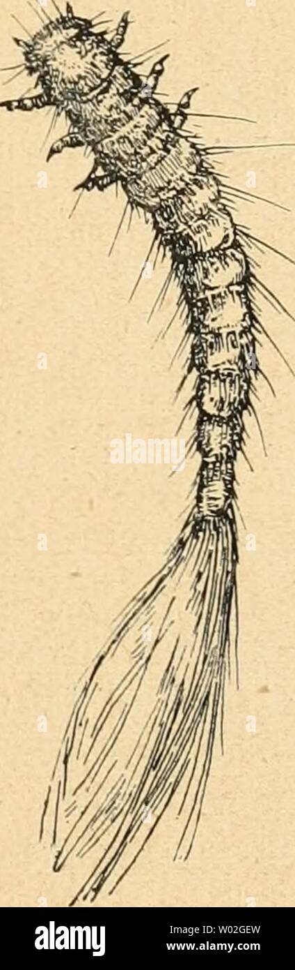 Archive image from page 142 of Die forstinsekten Mitteleuropas Ein lehr-. Die forstinsekten Mitteleuropas. Ein lehr- und handbuch  dieforstinsekten02esch Year: 1914  Abb. 61. Verschiedene Brachymeren. A Dermestes lardarius L. (gemeiner Speckkäfer), a Larve desselben; B Attagenus pellio L. (Pelzkäfer), b Larve desselben; C Anthrenus museorum L. (Museumskäfer), c Larve desselben. Alle vergr. — Original. Wenn die Dermestiden darnach also auch keine eigentlichen Forstinsekten sind, so wird der Forstmann und Forstentomologe oft genug von ihnen geschädigt (durch Zerstörung von Fellen, Vernichtung vo Stock Photo