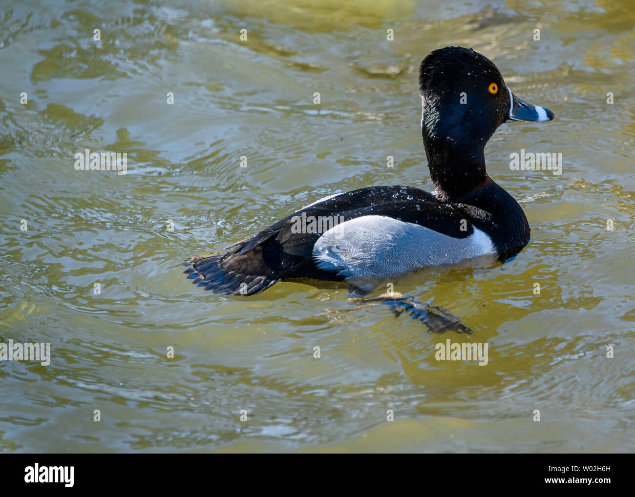 Beautiful ring necked male duck swimming in the lake. Black and grey bird. Grey, striped bill and intense yellow eyes. Red ring around neck. Sunny Stock Photo