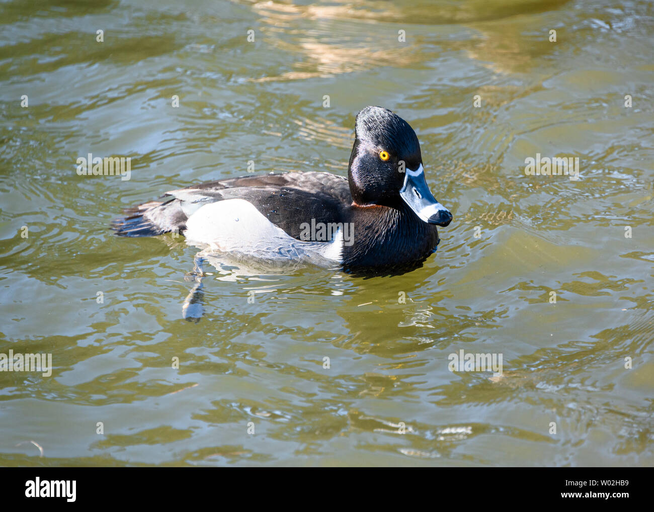 Black Neck Ring Bird High Resolution Stock Photography and Images - Alamy