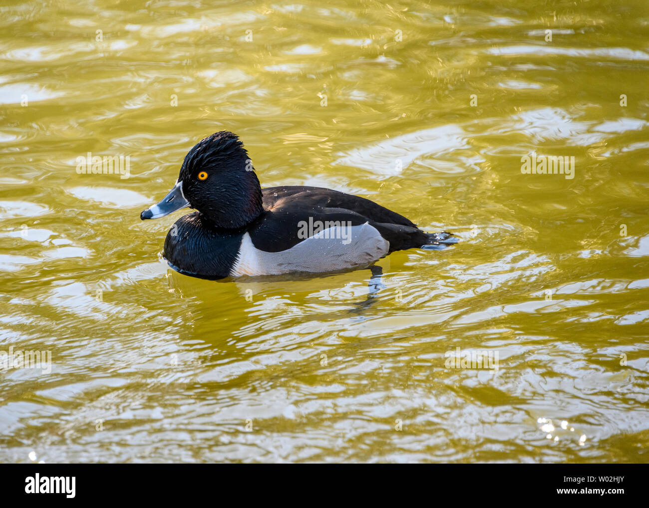 Beautiful ring necked male duck swimming in the lake. Black and grey bird. Grey, striped bill and intense yellow eyes. Red ring around neck. Sunny Stock Photo