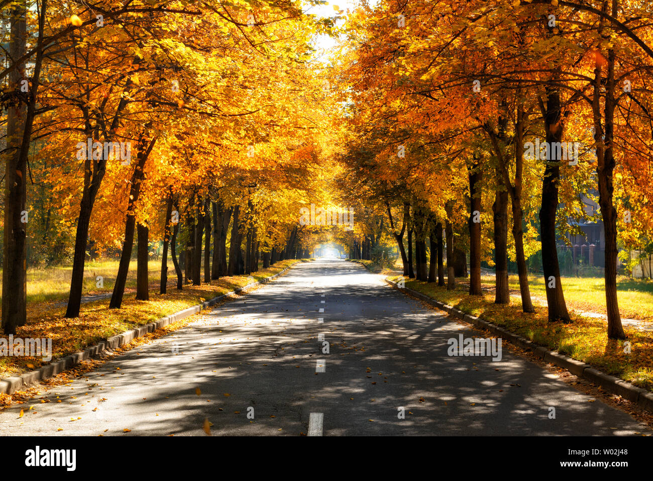 Golden fall colors hi-res stock photography and images - Alamy