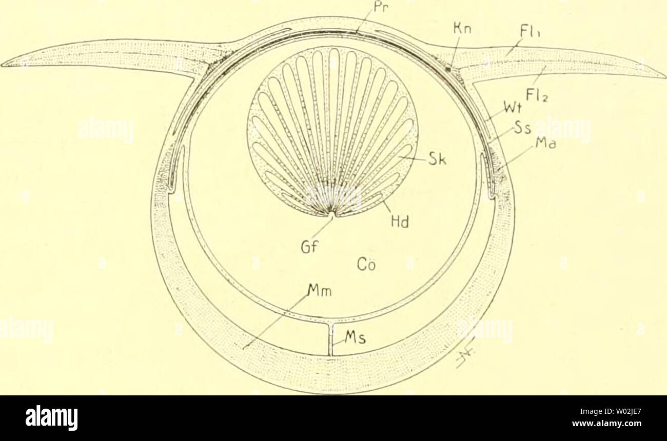 Archive image from page 146 of Die Cephalopoden, I Teil (1921). Die Cephalopoden, I. Teil  diecephalopodeni1111naef Year: 1921  b. DER TYPISCHE BAU DES ERWACHSENEN TIERES 159 beider Flossen an die dorsale Mittellinie, ohne daß dieselben sich etwa median vereinigten. Sie sind übrigens noch sehr klein im Verhältnis zu den recenten, im Umrir3 aber wie bei diesen gestaltet, näm- lich abgerundet dreieckig, mit einer herzförmigen Kerbe am vorderen Ansatz, durch die ein »Oin-- läppchen« abgesetzt wird (Textfig. p. 156). Die gelenkige Verbindung mit dem Korper bzw. dem Conusteil des Schulps ist ebenso Stock Photo