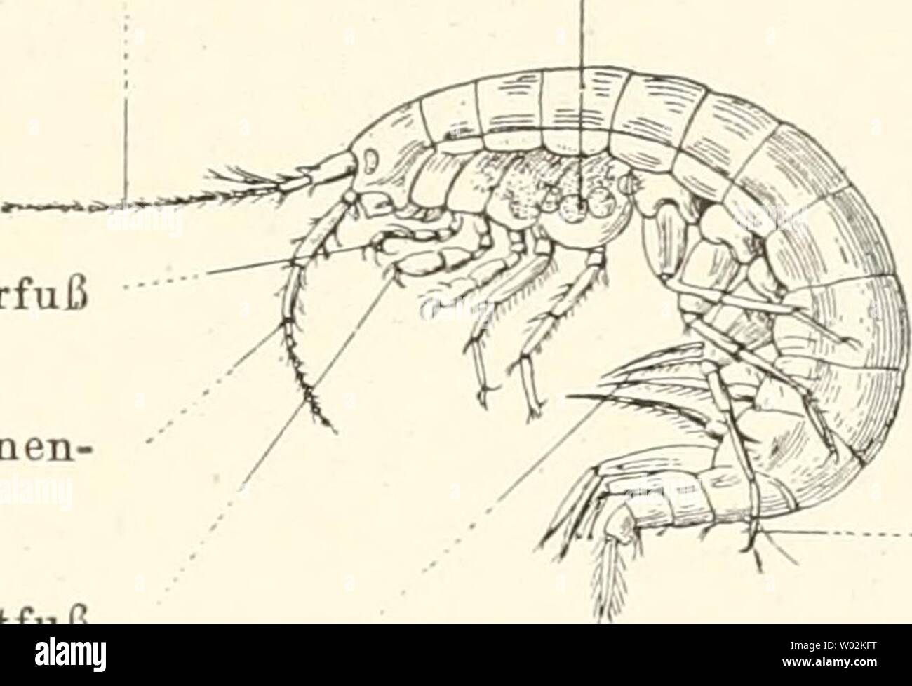 Archive image from page 148 of Die Descendenztheorie; (1901). Die Descendenztheorie;  diedescendenzthe00flei Year: 1901  I. Antenna KieferfuB Antennen- fufi I. BrustfuB    VII. Brust- fuC I. HinterleibsfuC Fig. 73. Fig. 74. Fig. 73. Schematische Skizze des Bauplanes der Insekten. a After, c Herz, f Fiihler, i Unteres Schlundganglion, I Flugel, m Magen, s Oberes Schlundganglion. Strickleiter- nervensystem und Ganglienknoten schwarz. Fig. 74. Gammarus neglectus, ein Wasserflohkrebs. Nach Sars, um die Gliederung dea Korpers und die zahlreichen FiiCe zu zeigen. gegliederten Beine, die im SiiBwasse Stock Photo