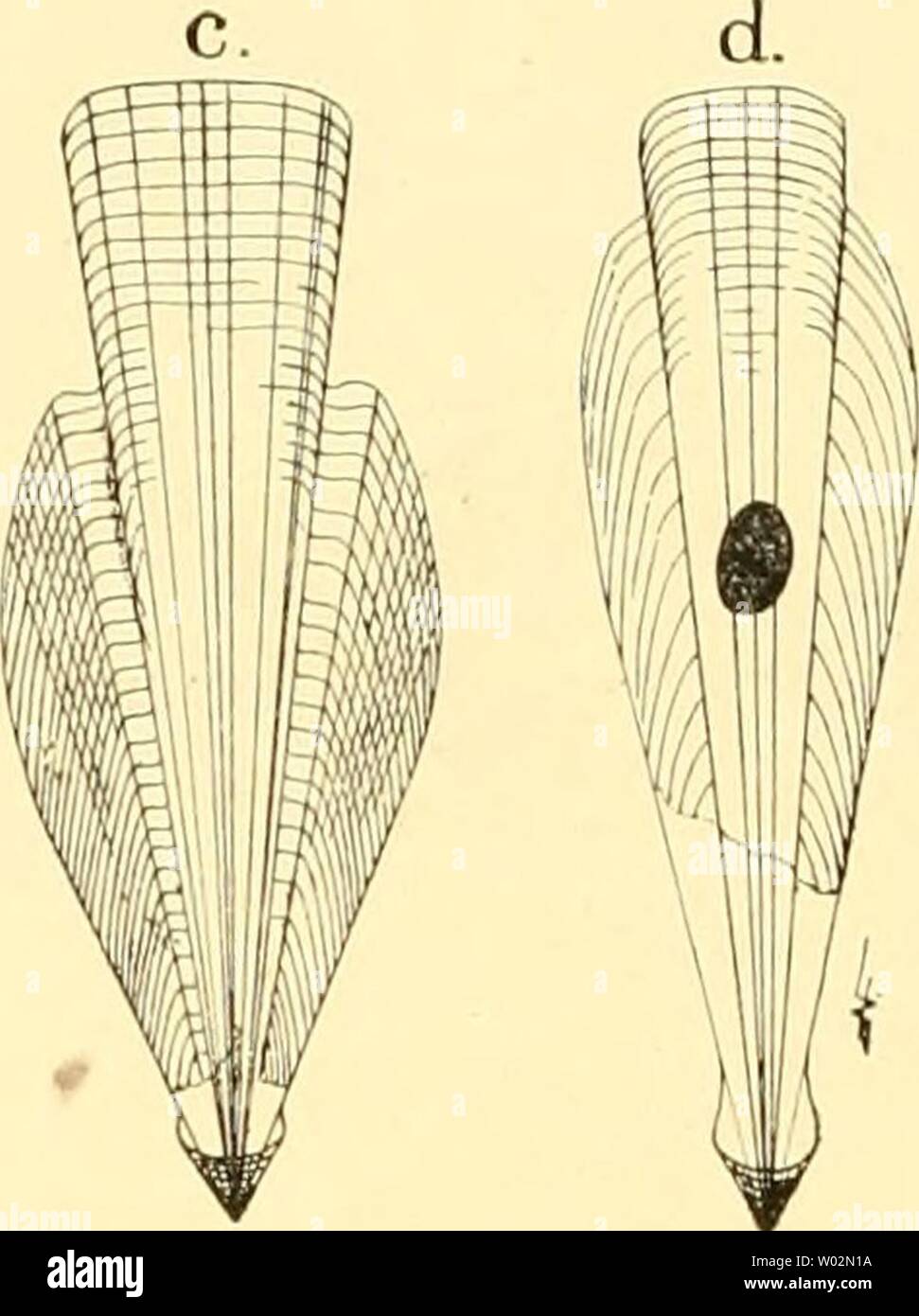 Archive image from page 151 of Die Cephalopoden, I Teil (1921). Die Cephalopoden, I. Teil  diecephalopodeni1111naef Year: 1921  Tetfigur 61. Schulpe fossiler Bei em 11 osep i i dae nach D'ORBIGNY 1855. a) und b) Belemnosepia lata, c) B. flexuosa, d) B. Agassizi. Die Tiere sind Sepia-ähnlich zu denken, d. li. plump luid schwer. Man beachte auch den riesigen Tin- tenbeutel! — Bei allen drei Arten ist ein dütenförmiger Conus h3'pothetisch ergänzt, doch sollte dies bei c ebenso wie bei a geschehen sein. Ebenso bei d, falls das wirklich ein Belemnosepiide ist und nicht eine völlig willkürlich ergä Stock Photo