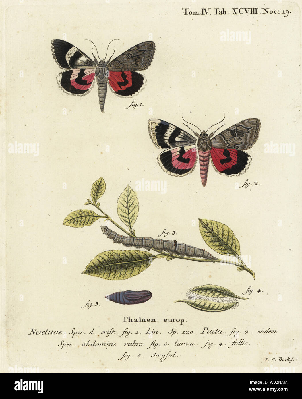 Catocala pacta moth. Handcoloured copperplate engraving by Johann Carl Bock after Eugenius Johann Christoph Esper’s Die Schmetterlinge in Abbildungen nach der Natur, Erlangen, 1786. Stock Photo