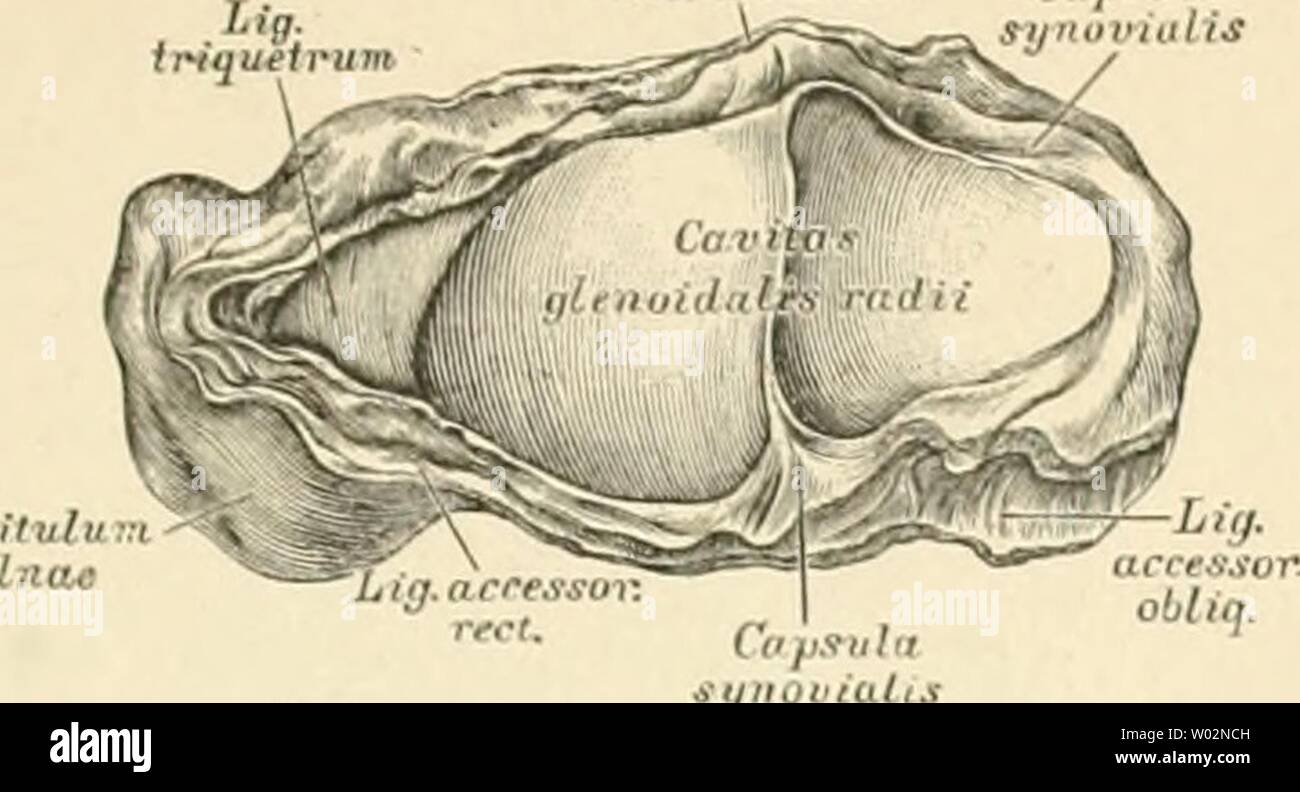 Os scaphoideum hires stock photography and images Alamy